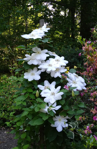 Clematis side yard May 2023